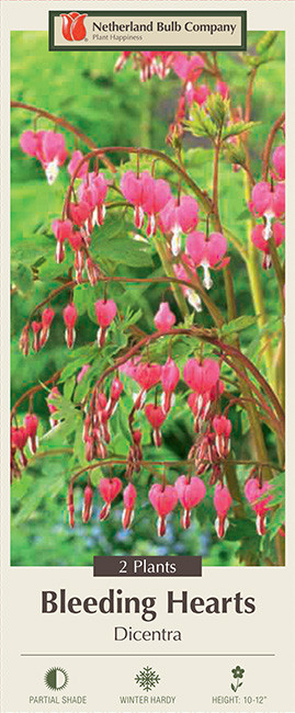 Dicentra 'Bleeding Heart' 1 Gallon