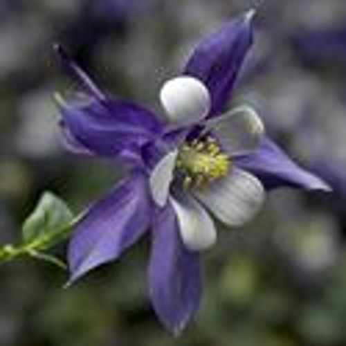 Aquilegia Columbine