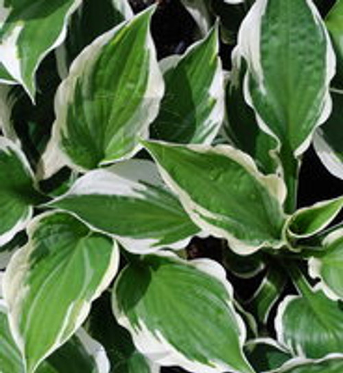 Hosta 'Patriot'       3 Gallon