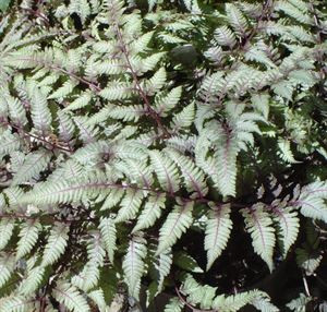 Fern Japanese Painted 1 Gallon (Flowerwood)