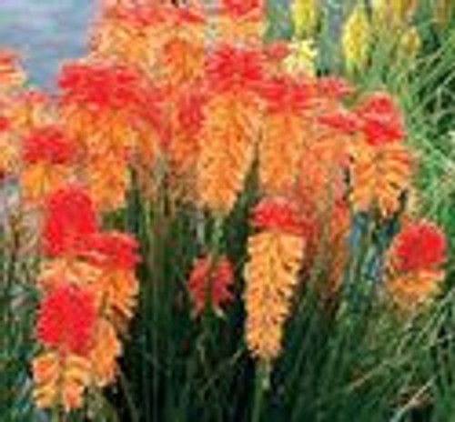 Kniphofia 'Red Hot Poker' 1 Gallon (Greenleaf)