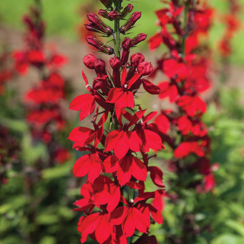 Lobelia cardinalis 1 Quart