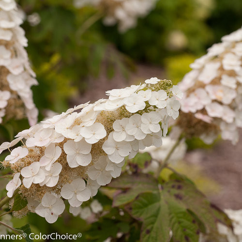 Hydrangea Oakleaf  Gatsby Gal®  3 Gallon