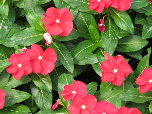 Vinca Red 3.5 Inch