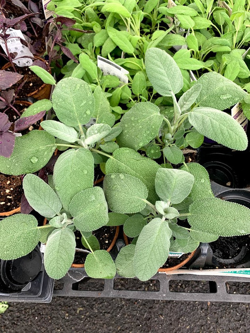 Herb Sage 4 Inch