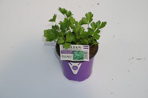 Herb Parsley 4 Inch