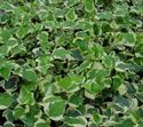 Hedera Variegated Algerian Ivy