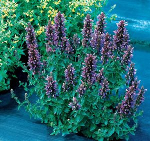 Agastache, Poquito™ 'Dark Blue' 1 Gallon