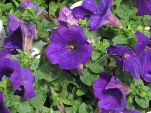 Petunia Supercal Velvet 4.3 Inch