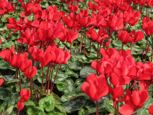 Cyclamen Red 4.3 Inch