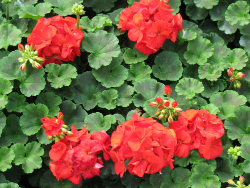 Geranium Zonal Red - 4.3 Inch