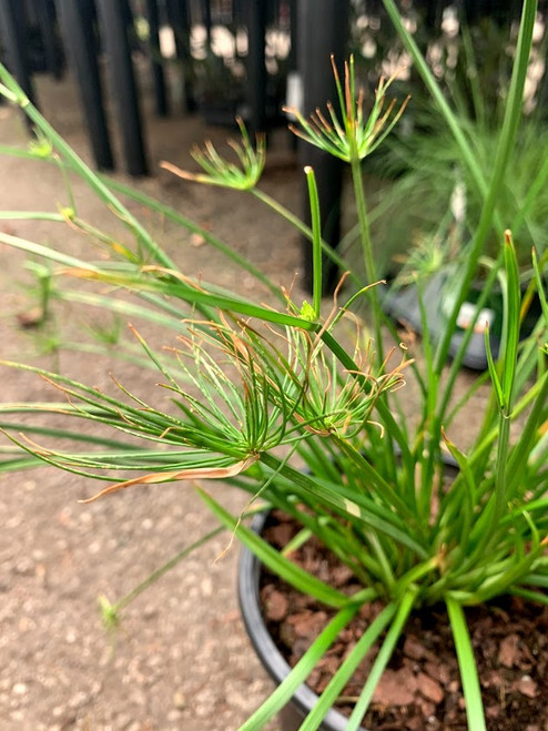 Papyrus 'Crown of Pharaoh' 1 Gallon