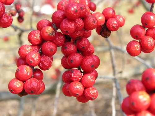 Winterberry 3 Gallon