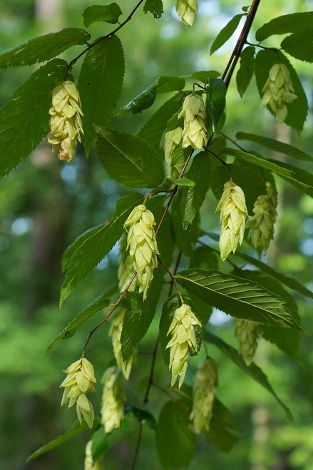 Hophornbeam 3 Gallon