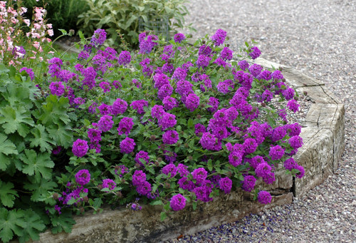 Verbena Homestead Purple 1gal