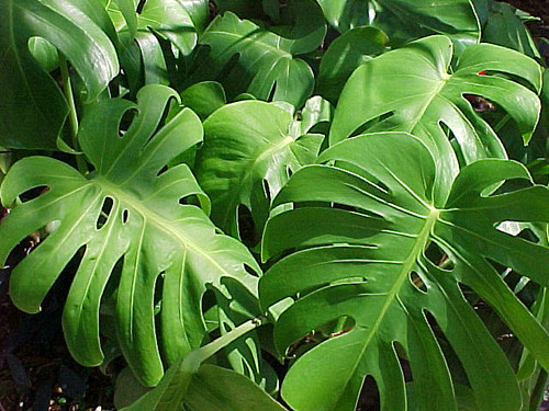 Monstera 'Swiss Cheese' 3 Gallon