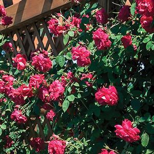 Rose Climbing Ramblin' Red® #5