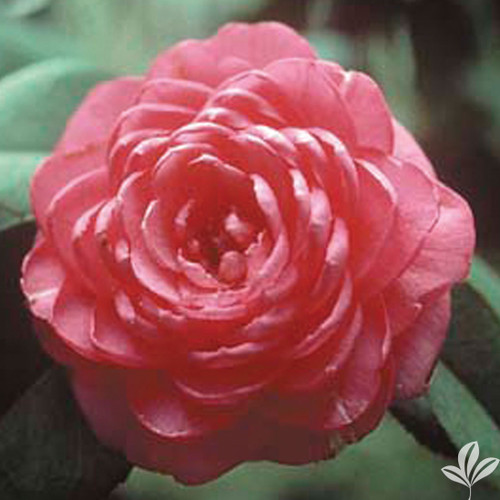 Camellia April Rose 3 Gallon