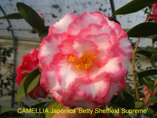 Camellia Betty Sheffield Supreme 3 Gallon