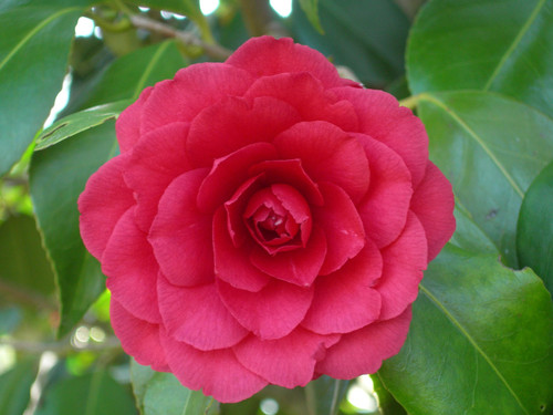 Camellia C M Hovey #3