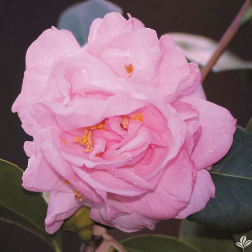 Camellia Berenice Beauty 1 Gallon