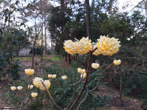 Edgeworthia WINTER GOLD #3