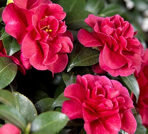 Camellia October Magic® Ruby™ 1 Gallon
