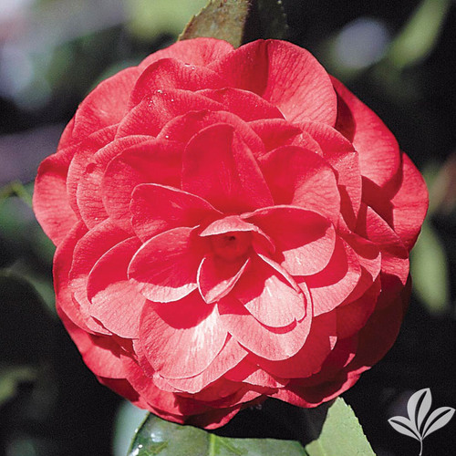 Camellia Pope Pius IX 3 Gallon