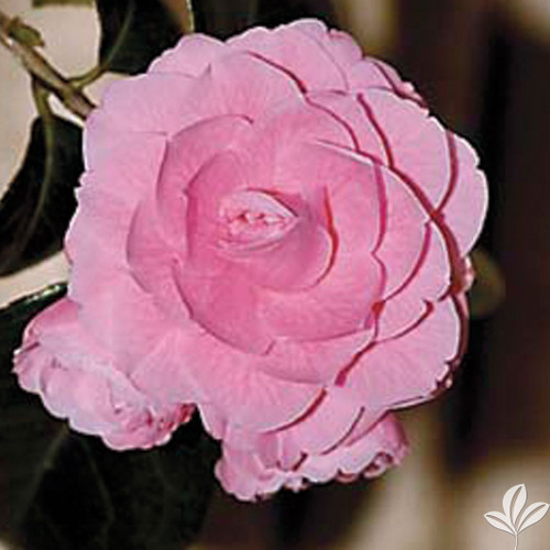 Camellia Otome 1 Gallon