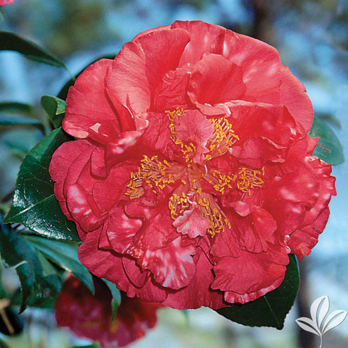 Camellia Laura Walker 1 Gallon