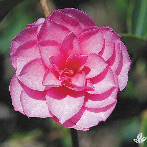 Camellia Chansonette 3 Gallon