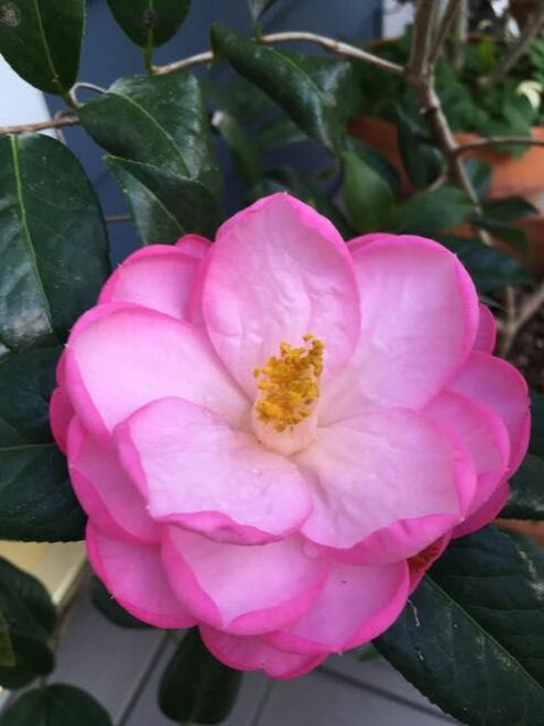 Camellia ' TAYLOR'S PERFECTION ' #1