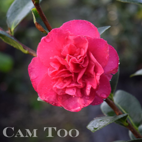 Camellia Bonanza 1 Gallon
