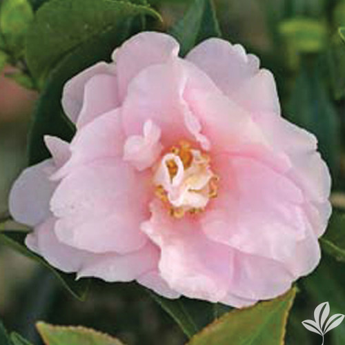 Camellia Jean May 3 Gallon
