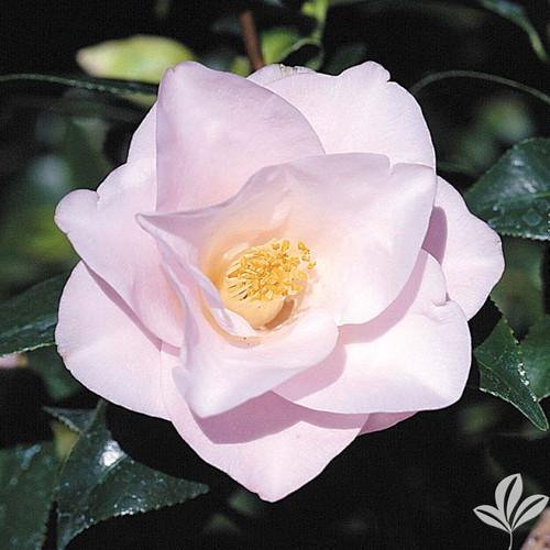 Blush pink, medium sized, semi-double camellia flower