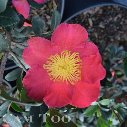 Cherry red, single form camellia flower.