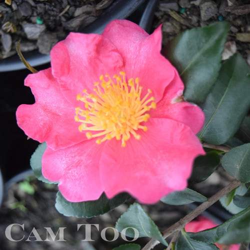 Large, rosy-pink, semi-double camellia flowers with wavy petals