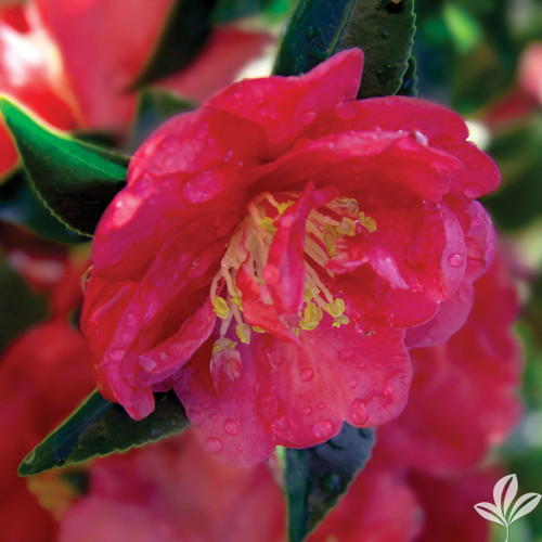 Red-pink rose-form camellia flower.