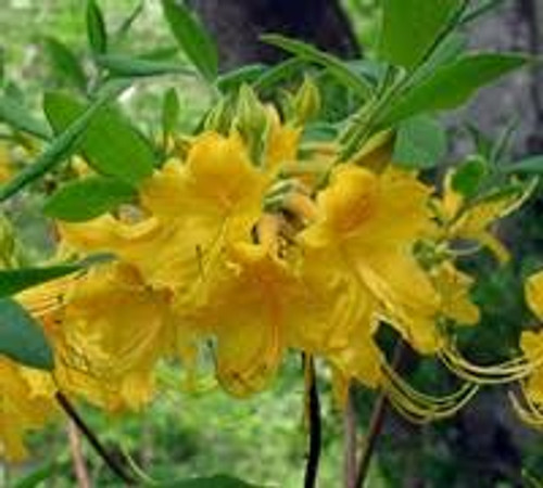 Single, trumpet-shaped, yellow azalea blooms