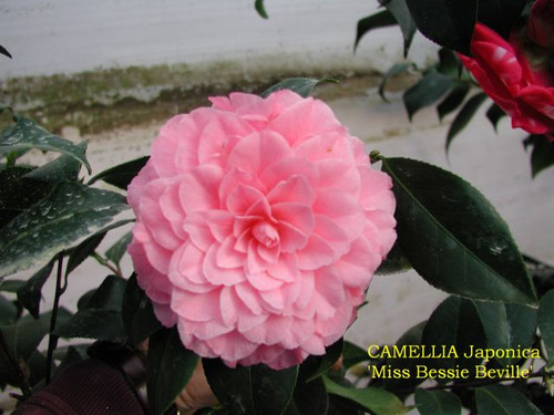 Camellia Miss Bessie Beville 3 Gallon