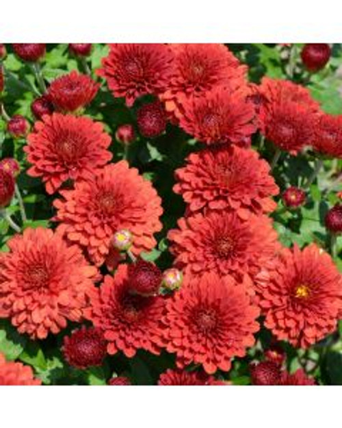 Garden Mum Red 8in