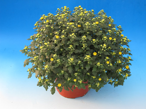Mum Yellow 8in