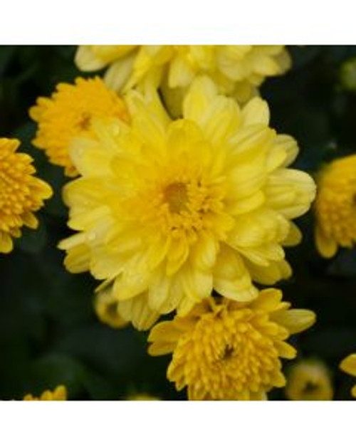 Mum Yellow 8in