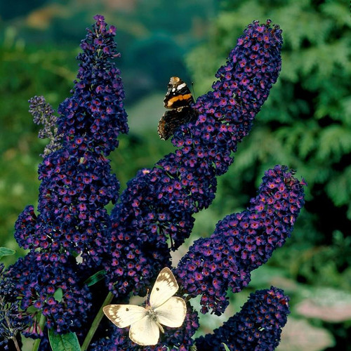Cone-shaped clusters of indigo blooms on butterfly bush