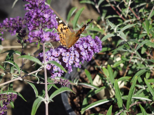 Butterfly Bush Nanho Purple #1