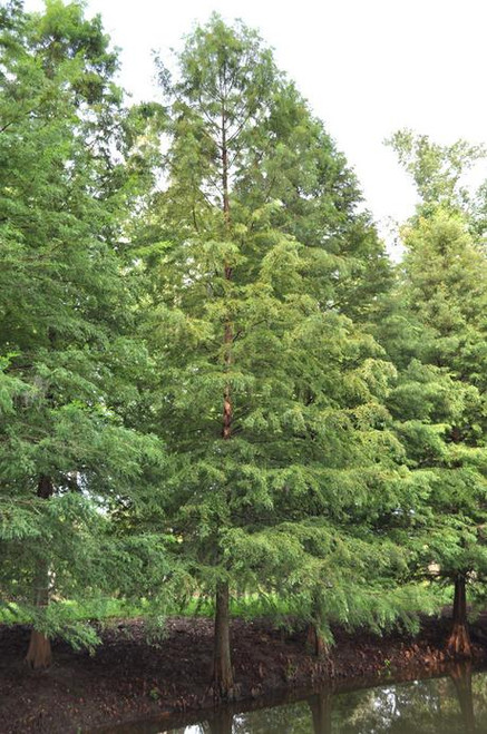 Bald Cypress #5