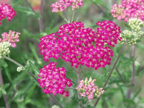 ACHILLEA SUMMER WINE #1