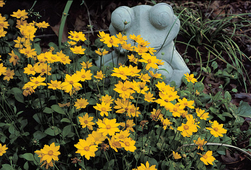 Coreopsis Nana