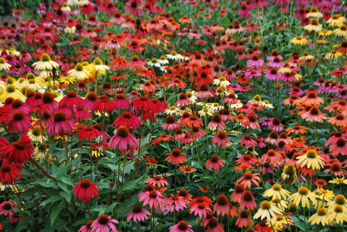 Echinacea Cheyenne Spirit