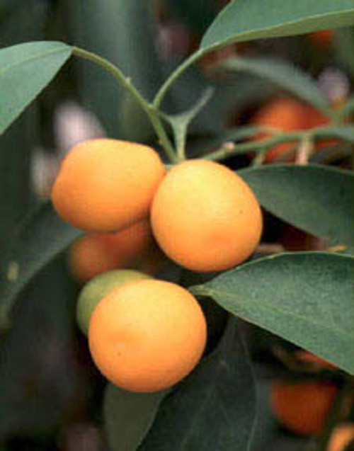 CITRUS KUMQUAT#3